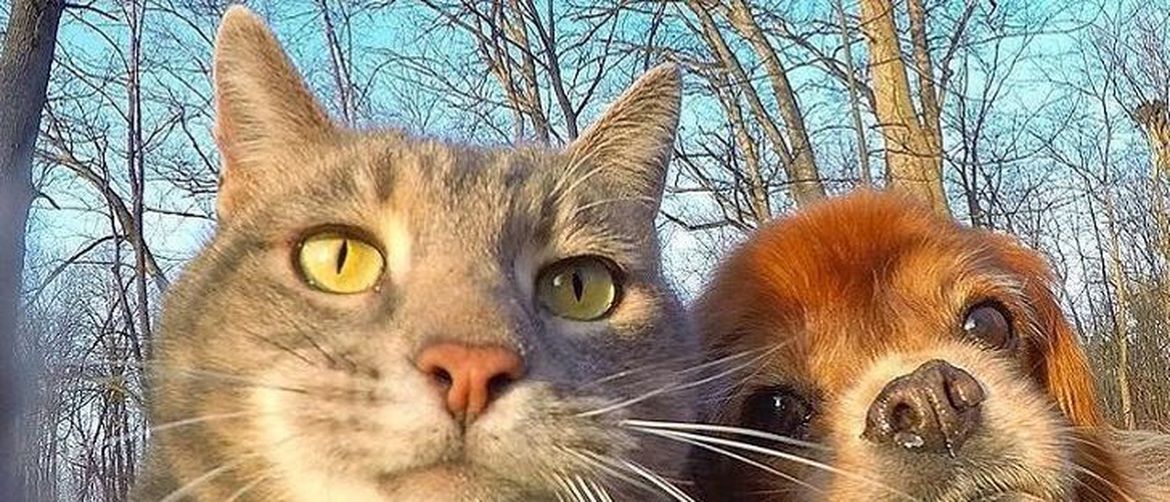 Mačji selfie (Foto: brightside.me)