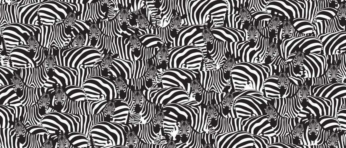 Zebre i klavijatura (Foto: Twitter)