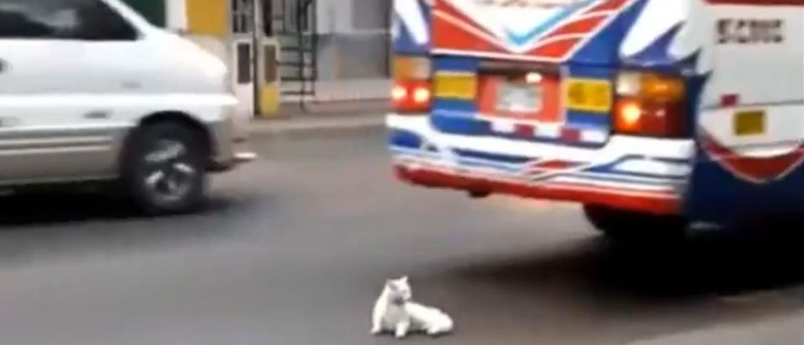 Mačka na cesti