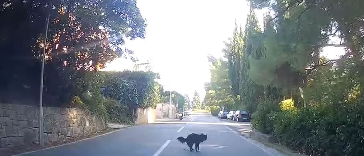 Pas nasred ceste