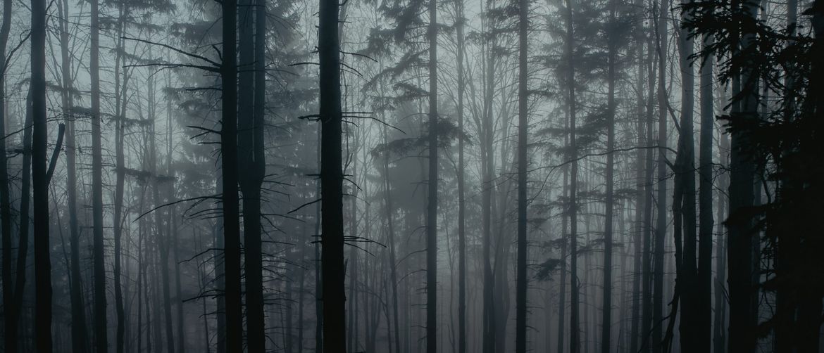 maglovita mračna šuma koja aludira na strah
