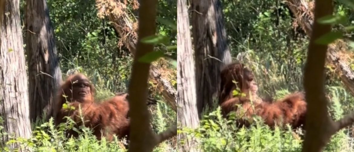 Snimka bića nalik Bigfootu kako sjedi u šumi