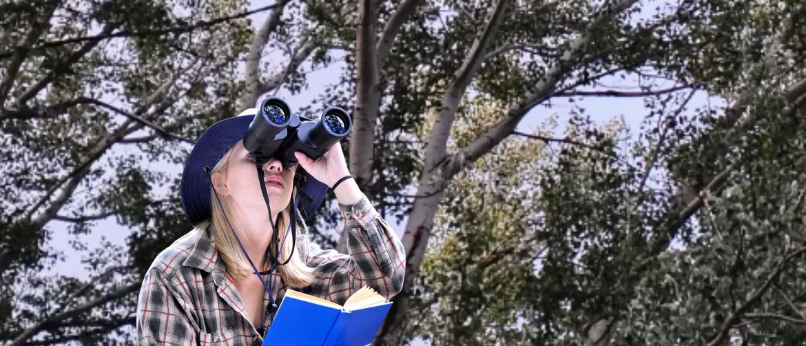 Sova skrivena u krošnji drveta