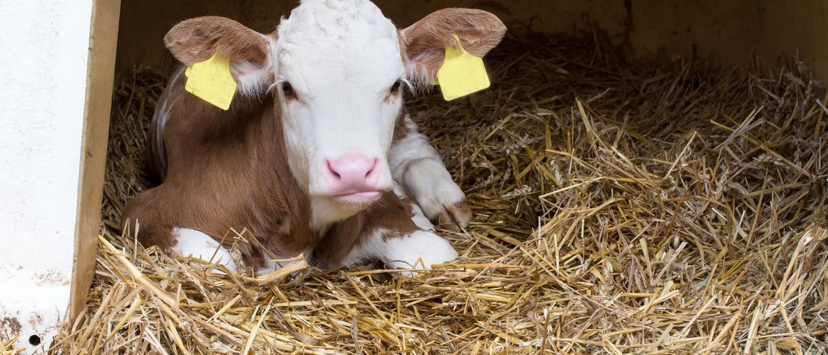 Jesenski međunarodni bjelovarski sajam