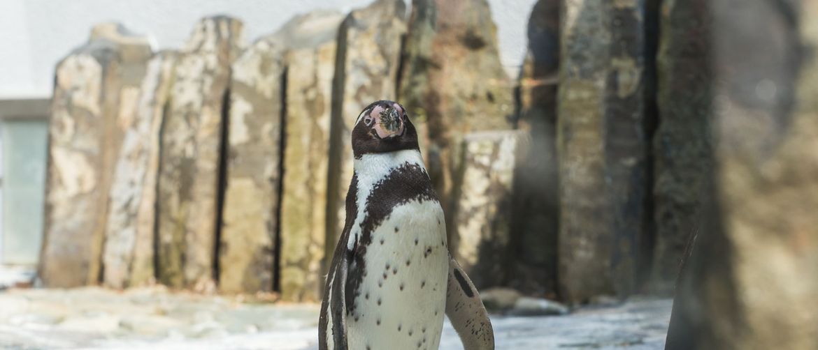 Naglasak će biti na zaštićenim vrstama