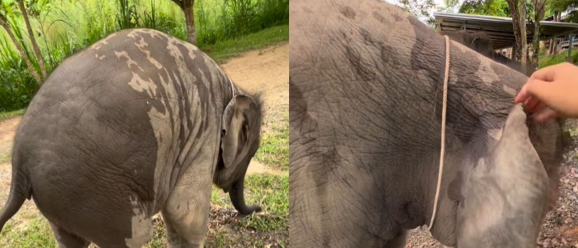 Mali slon u igri s čuvarom