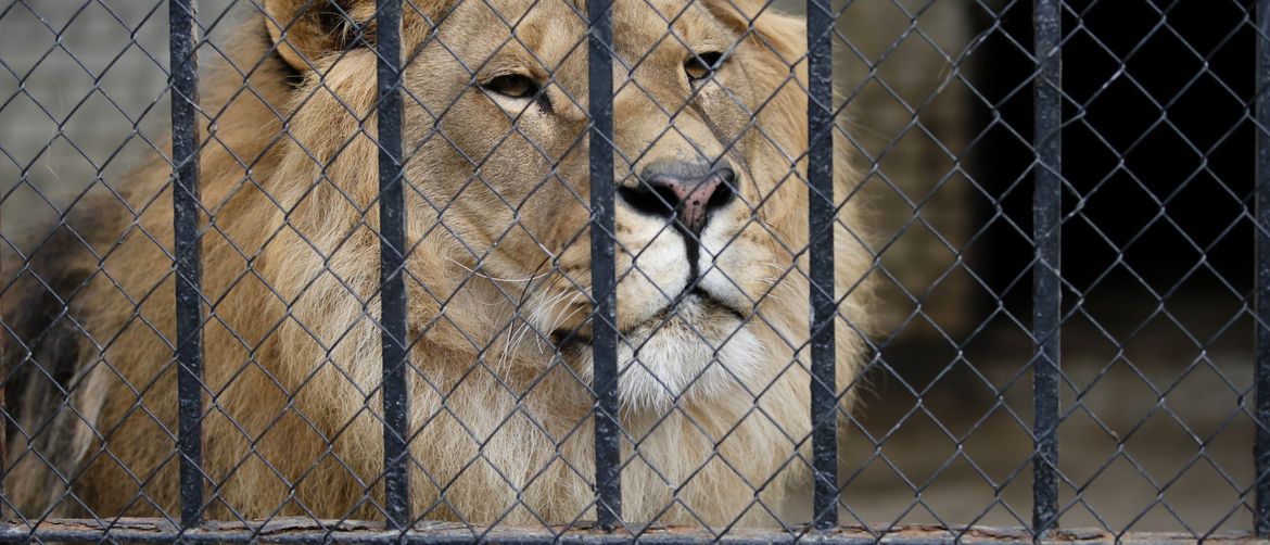 Lav u zoološkom vrtu