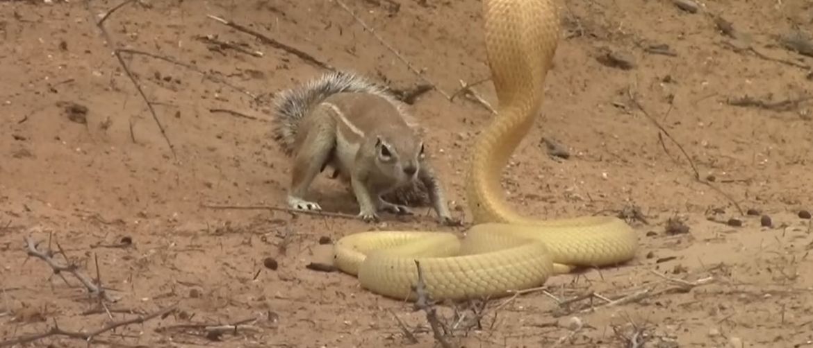 Vjeverica protiv kobre