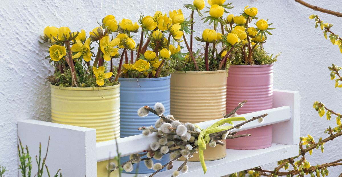 Rana ozimnica je trajnica idealna za romantične vrtove - 6