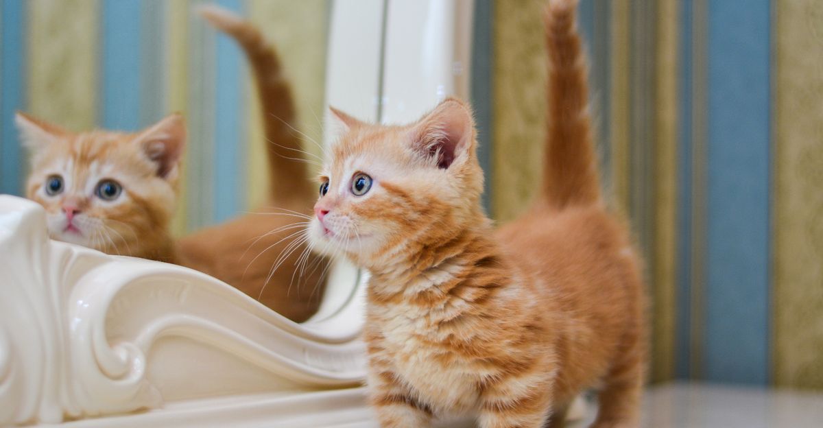 Munchkin mačke prepoznatljive su po svojim kratkim nogicama