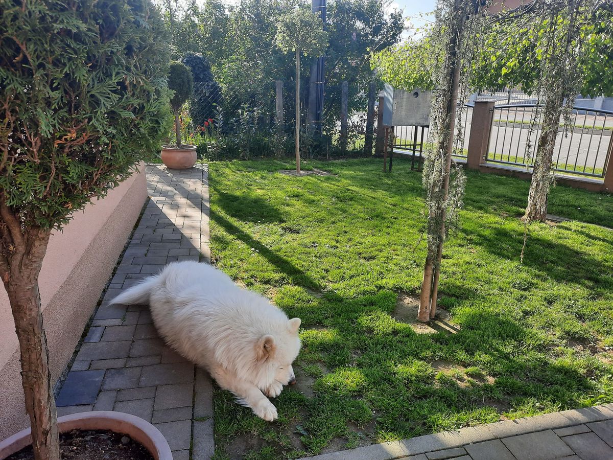 Prekrasna okućnica s terasom Danijele Novak iz Koprivnice - 8