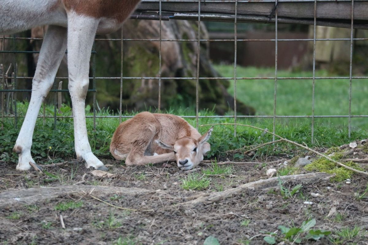 U Zoološkom vrtu Grada Zagreba na svijet je došlo žensko mladunče sabljorogog oriksa - 1