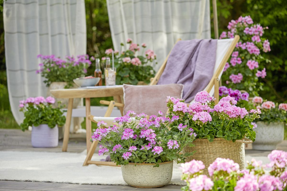 Pelargonije su godinama najpopularnije cvjetnice za gredice i balkone - 2