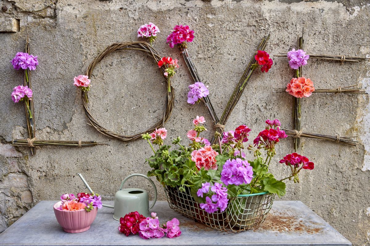 Pelargonije su godinama najpopularnije cvjetnice za gredice i balkone - 3