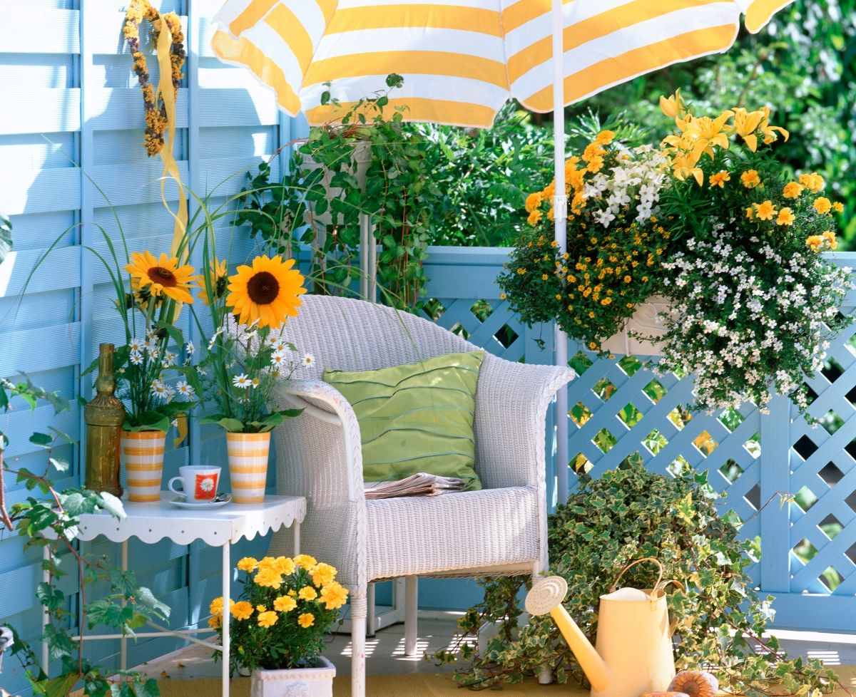 Bakopa će se odlično uklopiti u vašu cvjetnu viziju terase