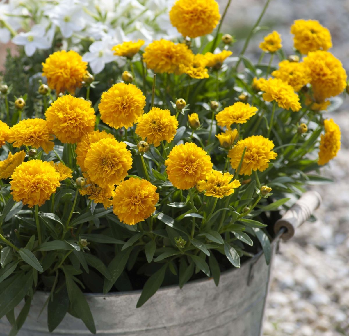 Djevojačko ili carevo oko