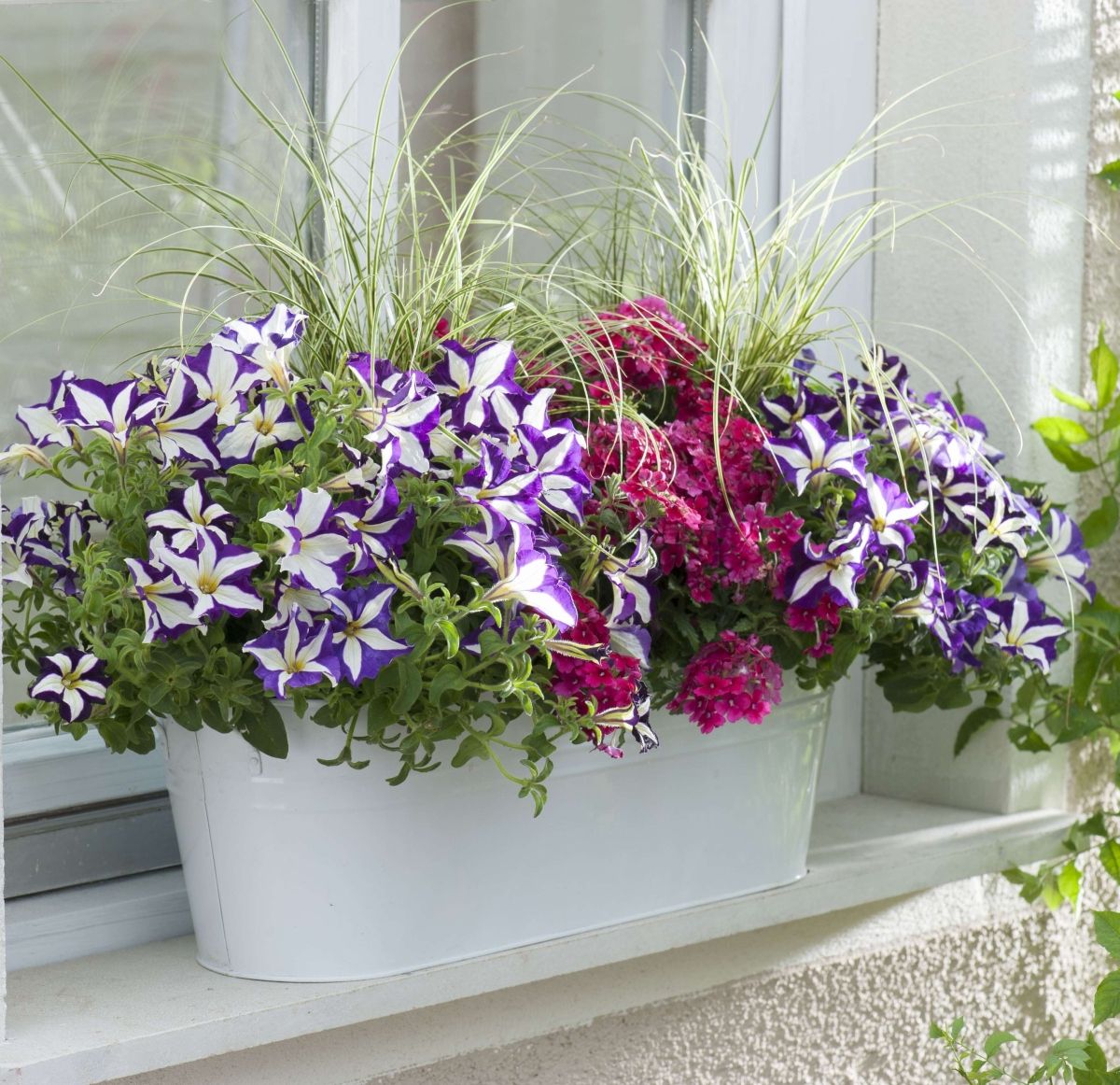 Petunija i verbena odličan su par za prozor
