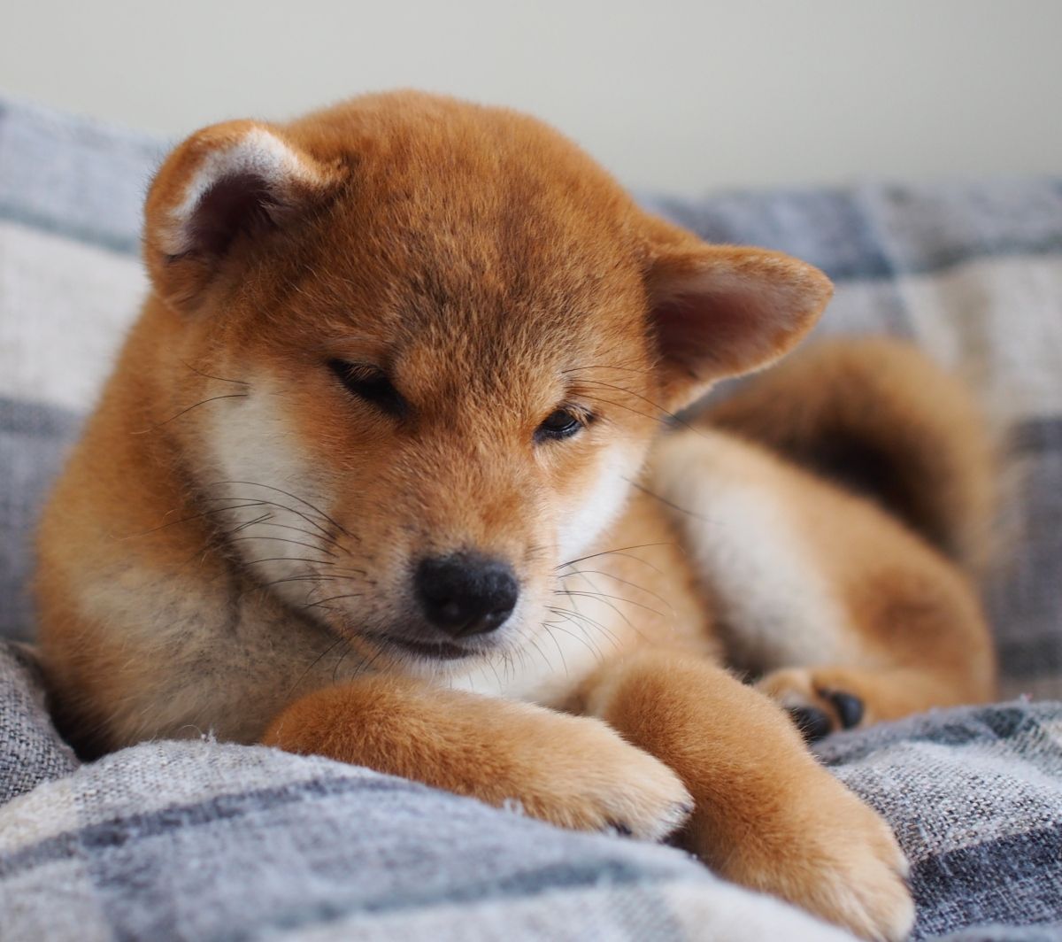 Shiba inu