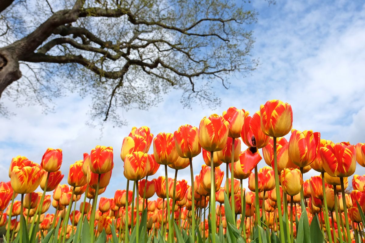 Tulipan sorte Banja Luka