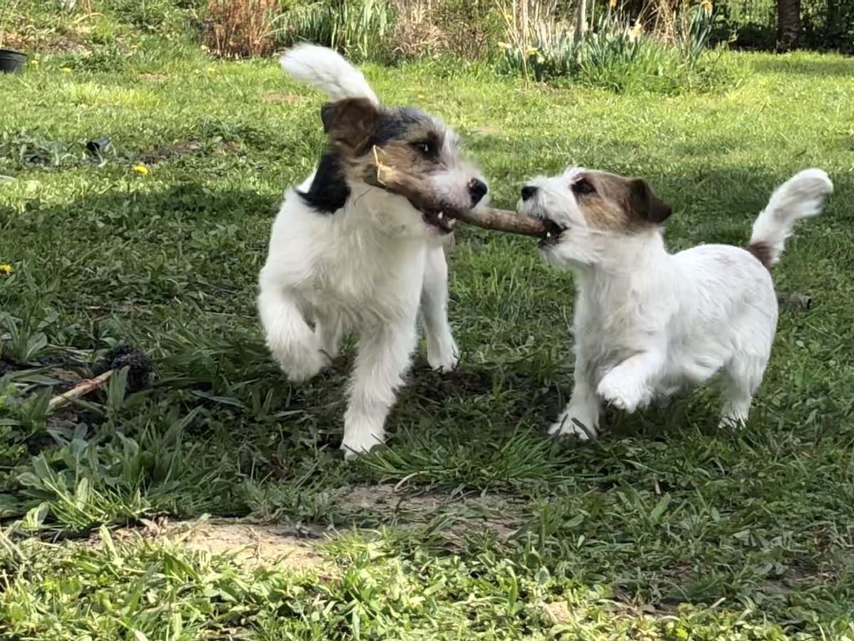 Nenad Bižić iz Velike Gorice stručnjak je za pasminu jack russell terijer - 7