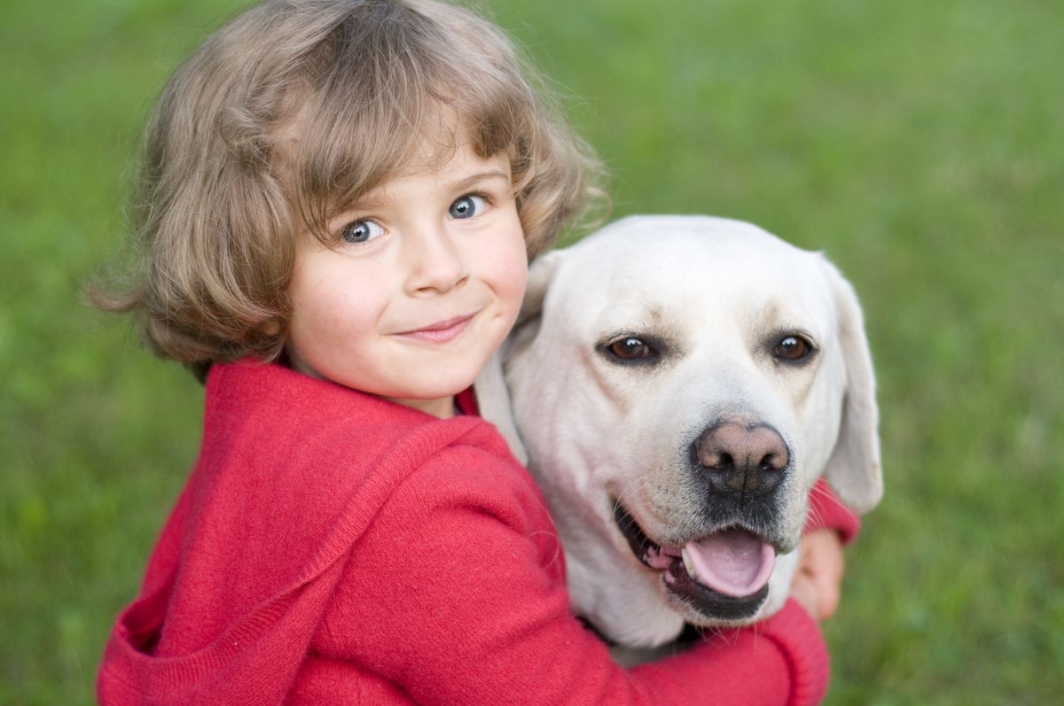 Zlatni retriver i labrador retriver vrlo su slične pasmine - 1