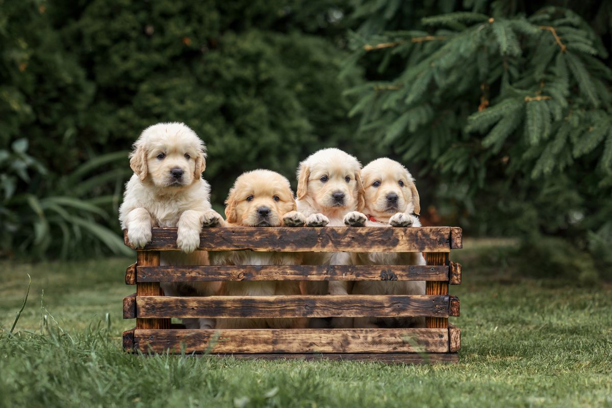 Zlatni retriver i labrador retriver vrlo su slične pasmine - 5