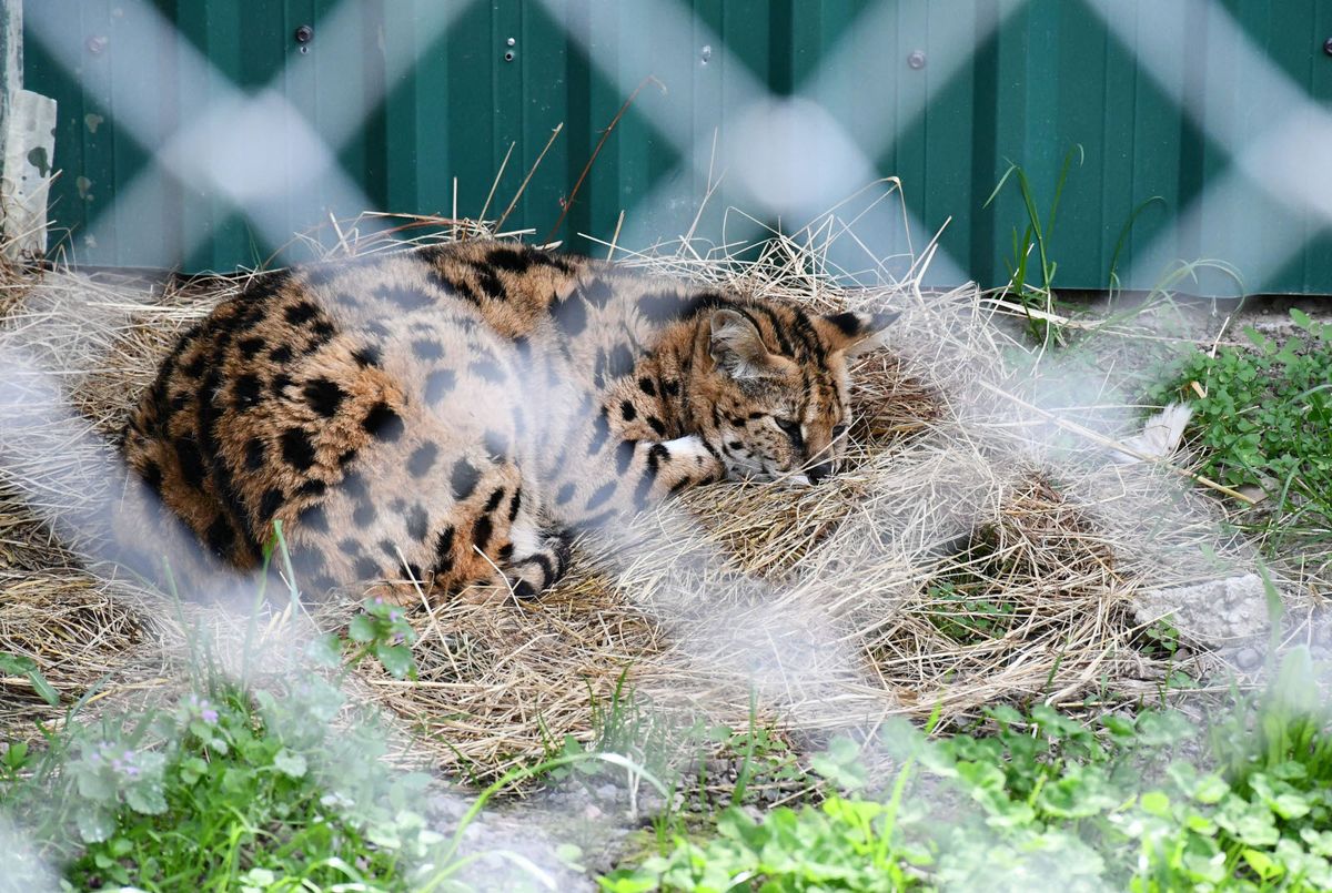 Afrička mačka serval i vuk i vučica novi su stanovnici azila za životinje u Ruščici - 2