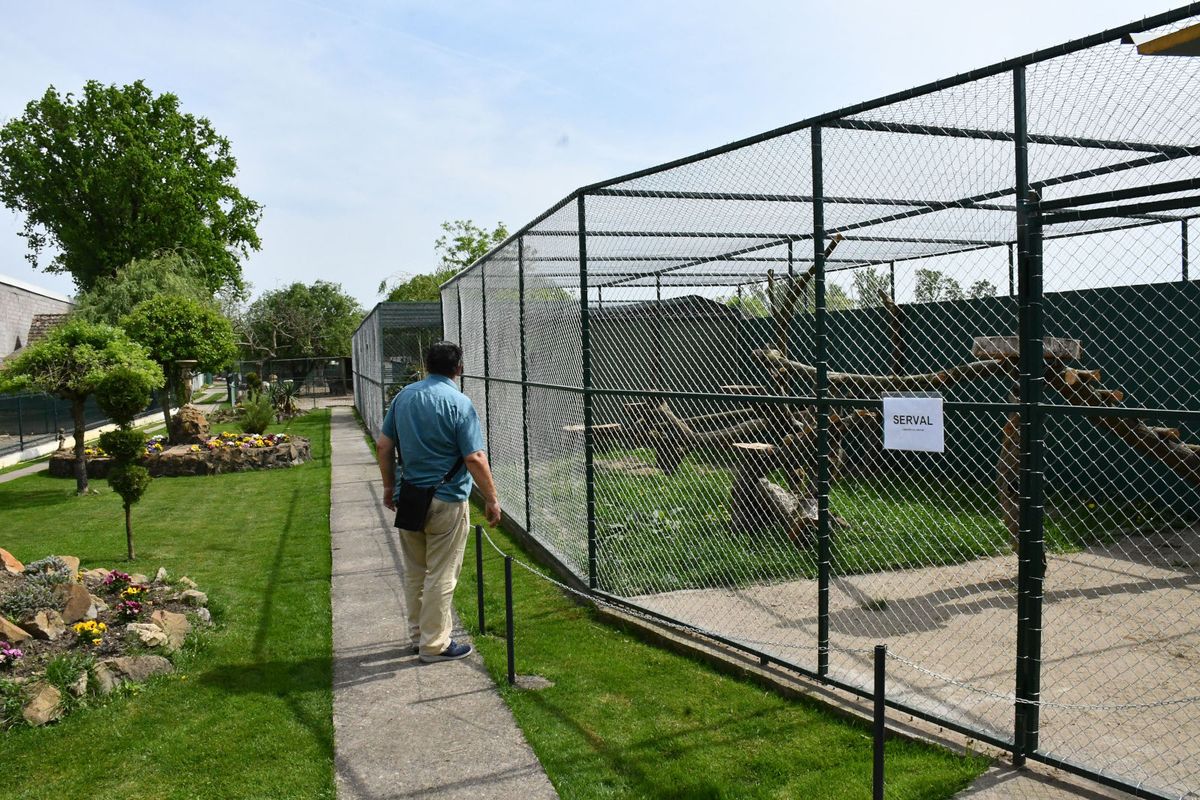 Afrička mačka serval i vuk i vučica novi su stanovnici azila za životinje u Ruščici - 7