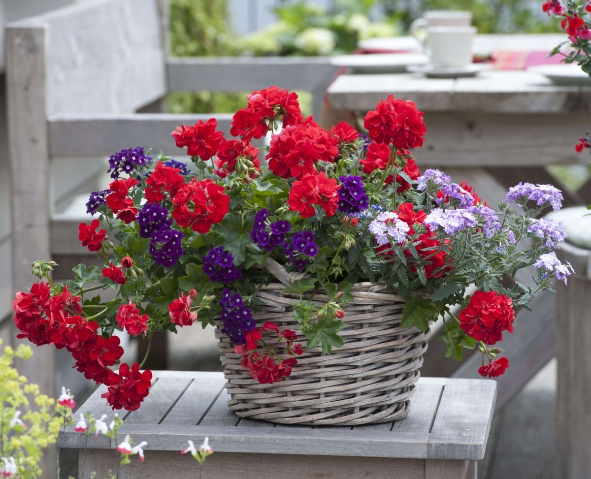 Verbena i begonija odličan su par