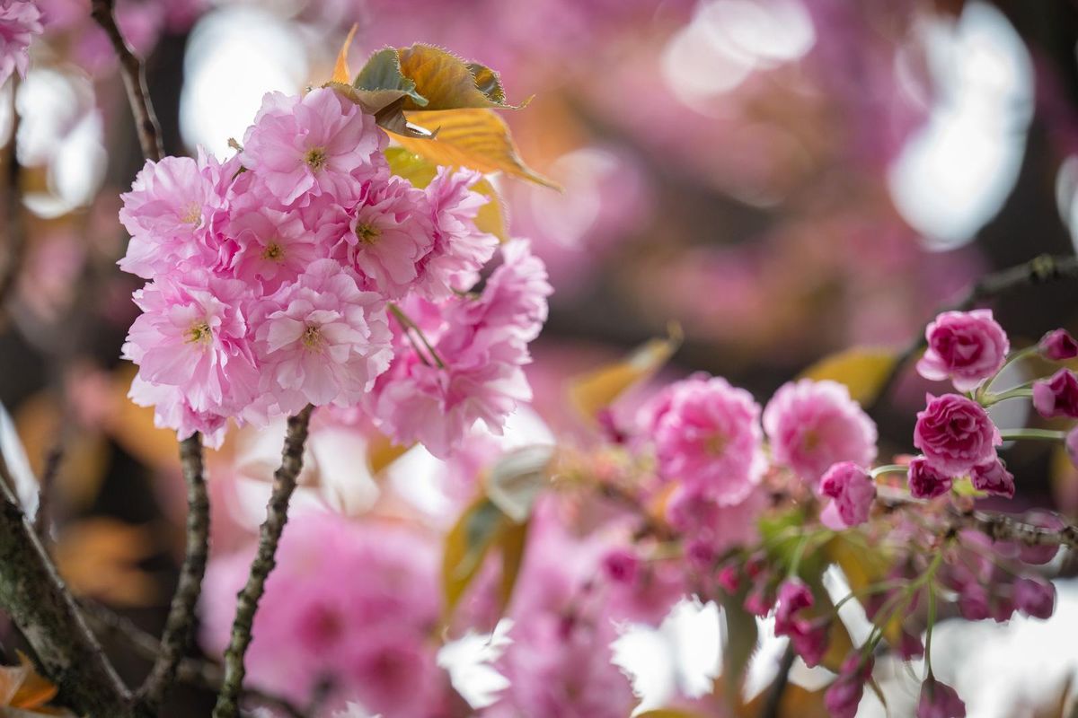 Cvat japanske trešnje u ulici Bogoslava Šuleka u Zagrebu - 2
