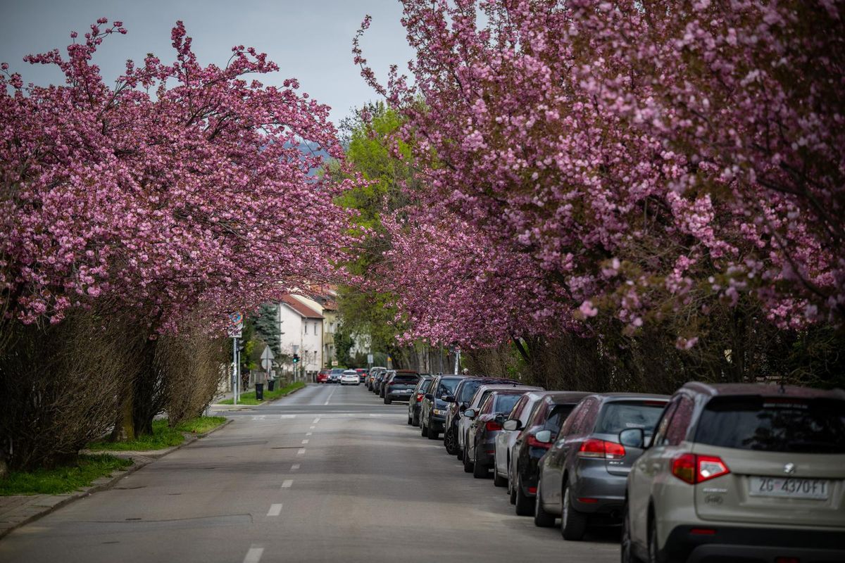 Cvat japanske trešnje u ulici Bogoslava Šuleka u Zagrebu - 7