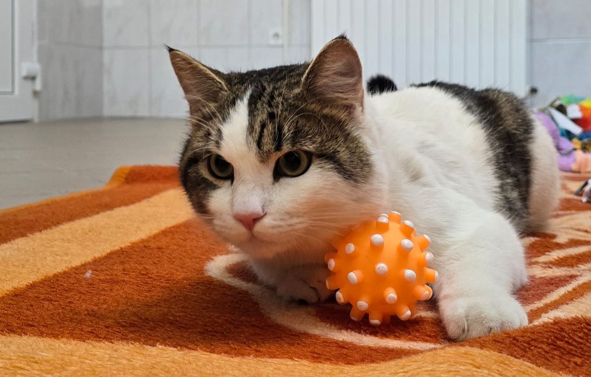 Nova akcija Udomljavanje je fora 12. travnja u Zagrebu - 3