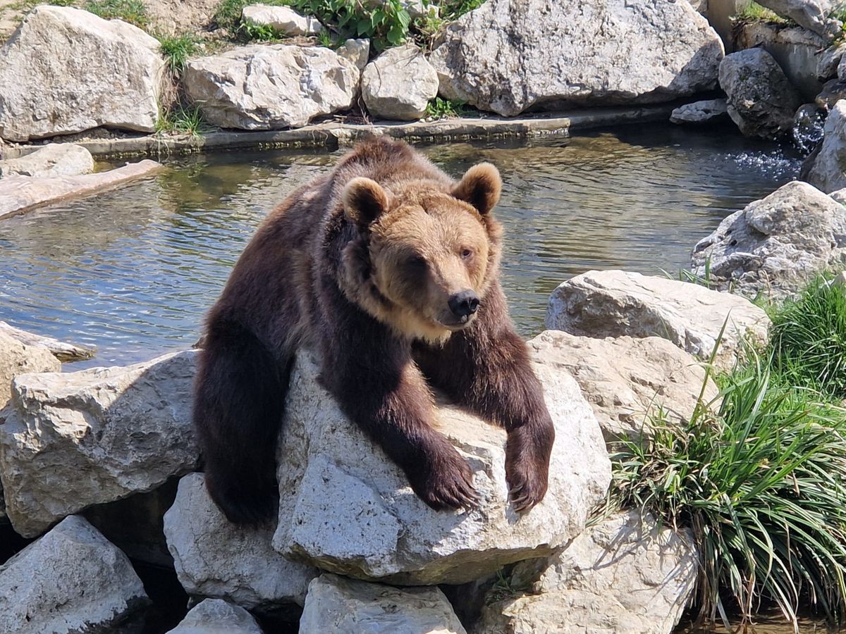 Osnovnoškolci će tijekom uskrsnih školskih praznika u zagrebačkom zoo vrtu moći postati zoo rendžeri - 3