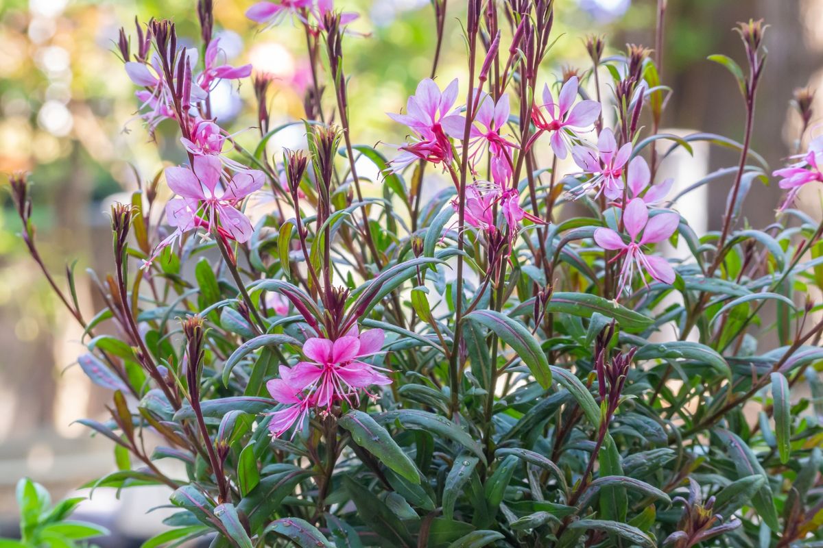 Gaura