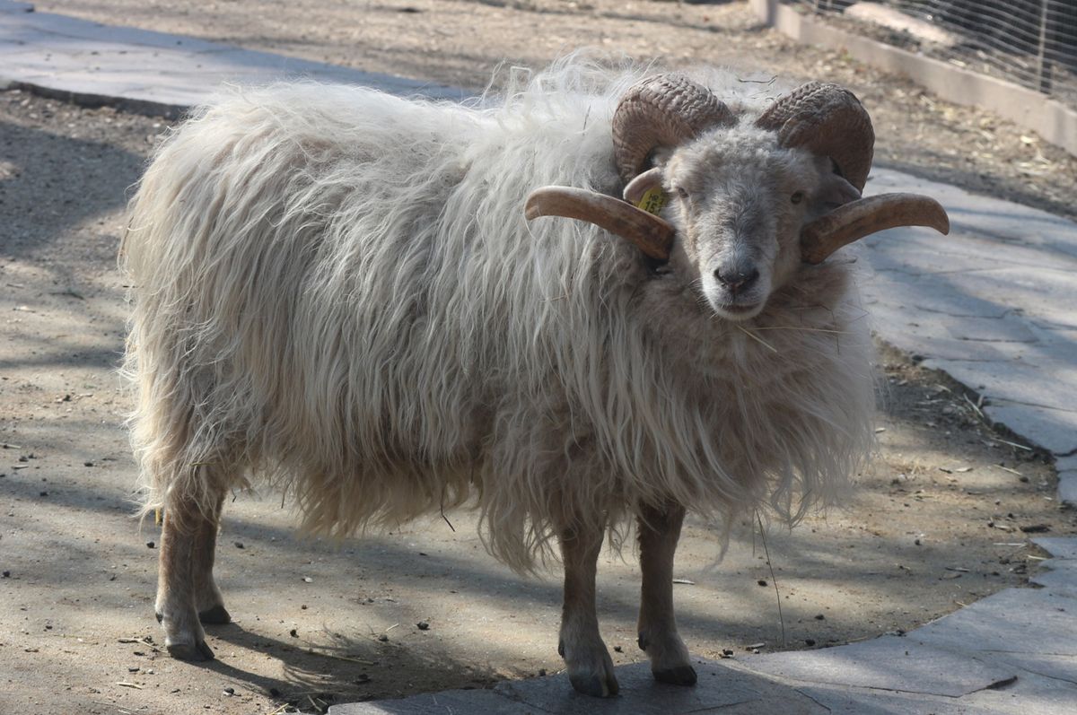 Garavo janje s bijelim čuperkom zvijezda je Dječjeg zooa uoči Uskrsa - 1