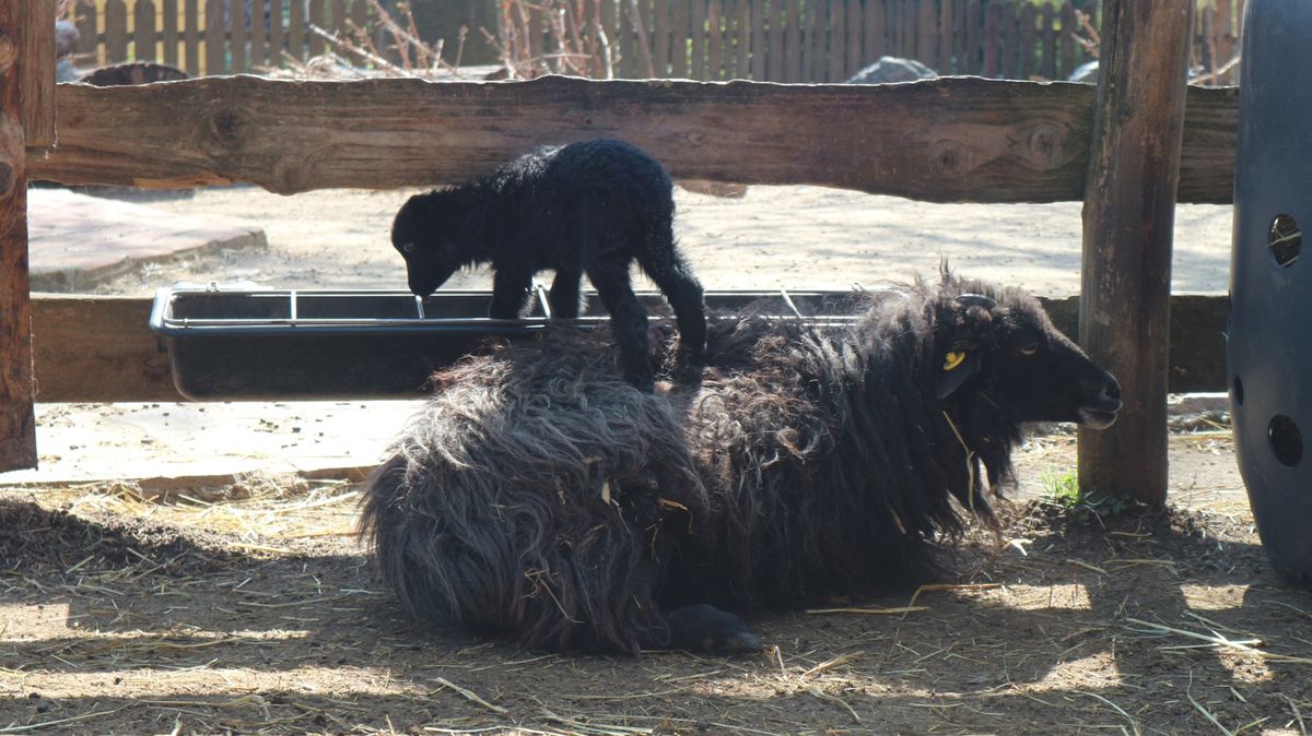Garavo janje s bijelim čuperkom zvijezda je Dječjeg zooa uoči Uskrsa - 2