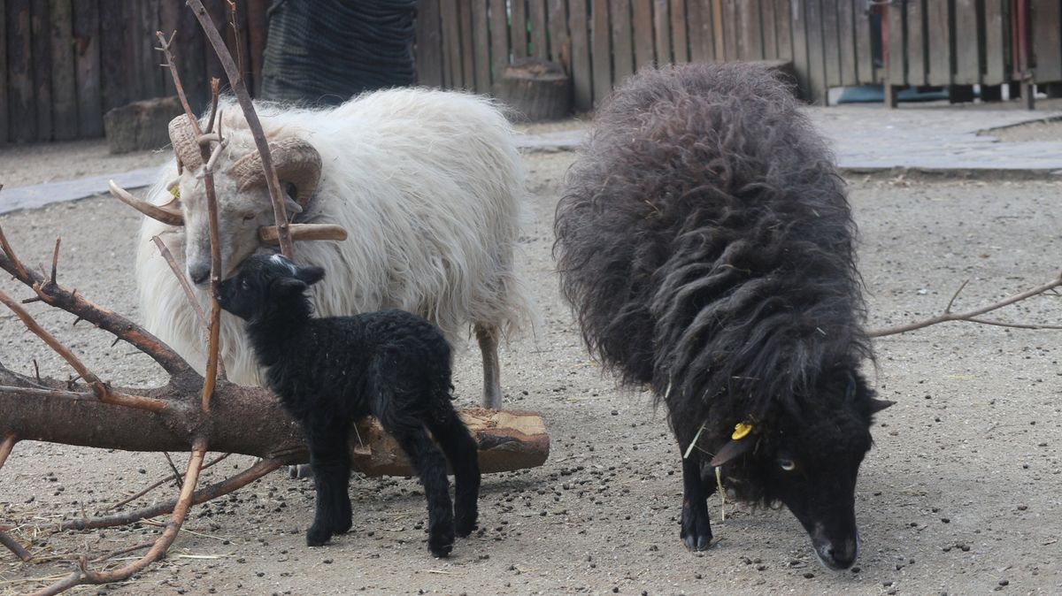 Garavo janje s bijelim čuperkom zvijezda je Dječjeg zooa uoči Uskrsa - 3