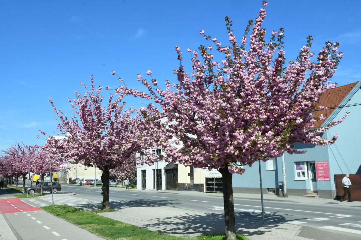 Drvored japanske trešnje u Sisku - 9