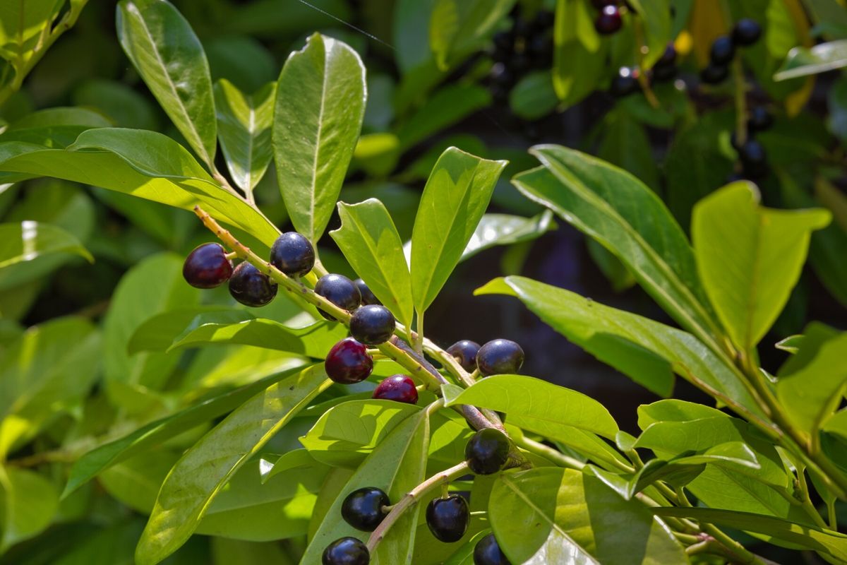 Lovorvišnja je gotovo sinonim za živu ogradu