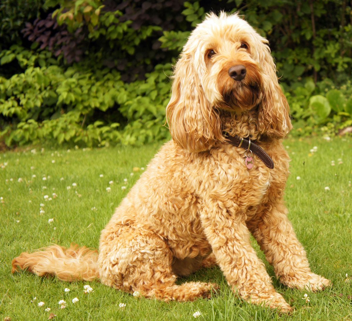 Cockapoo - 2