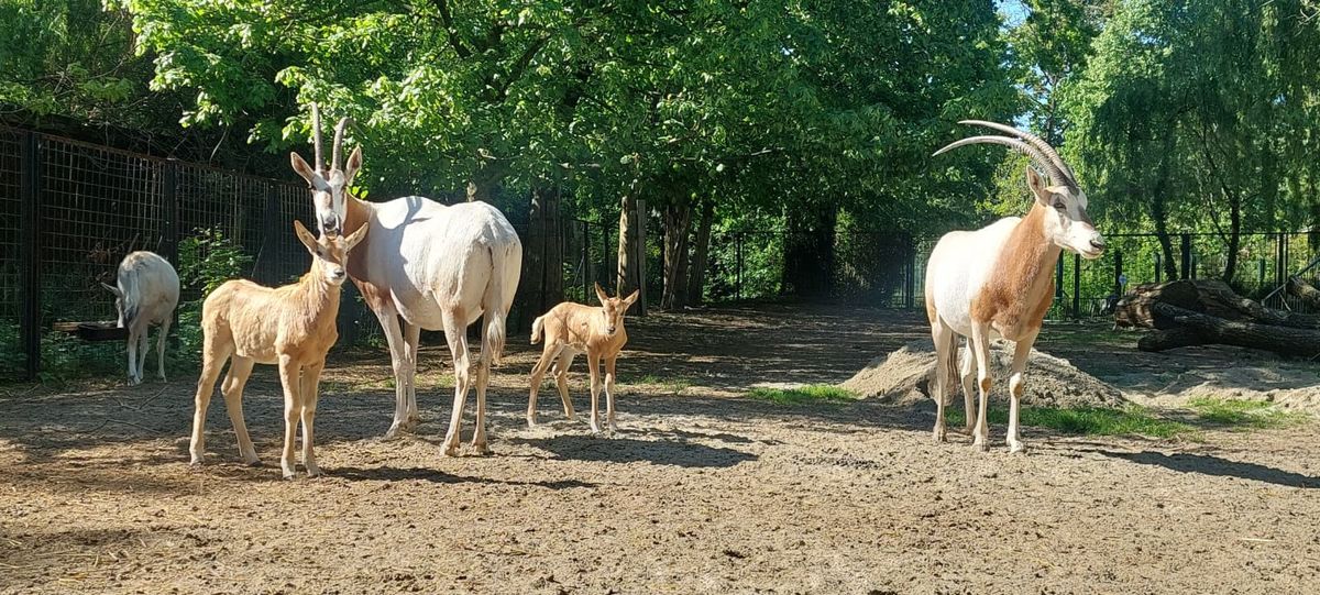 Sabljorogi oriks - 1