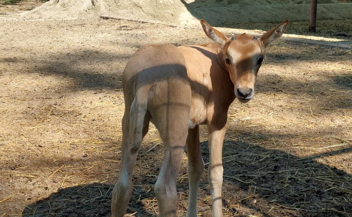 Sabljorogi oriks - 2