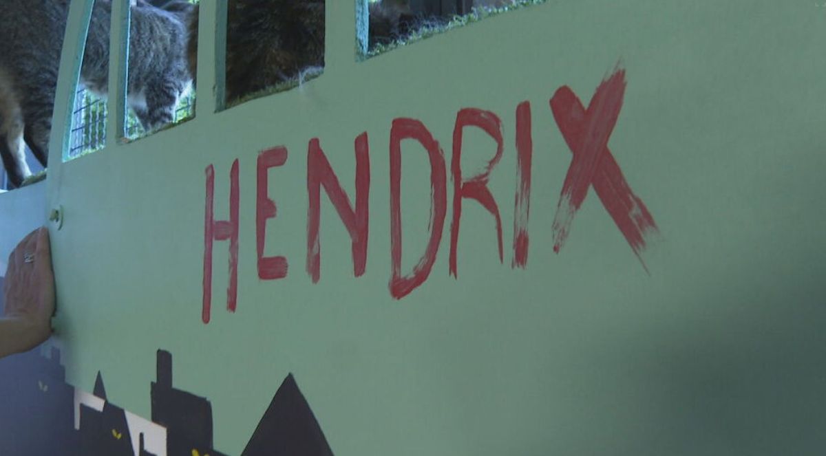 In Magazin: Mačji hotel