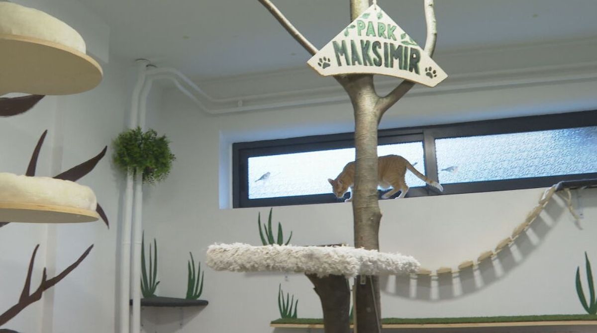 In Magazin: Mačji hotel