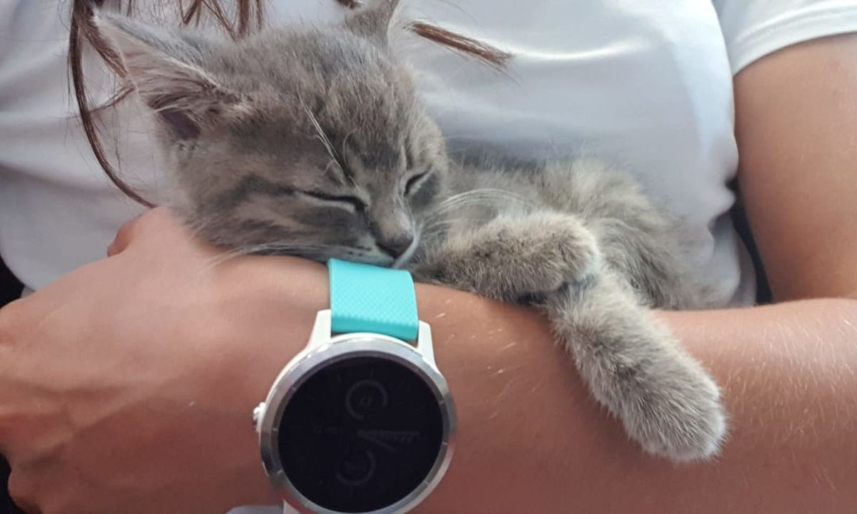 Međunarodni dan beskućnih životinja obilježit će se u Dumovcu u subotu 19. kolovoza - 2