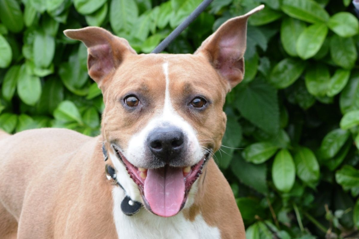 Međunarodni dan beskućnih životinja obilježit će se u Dumovcu u subotu 19. kolovoza - 4