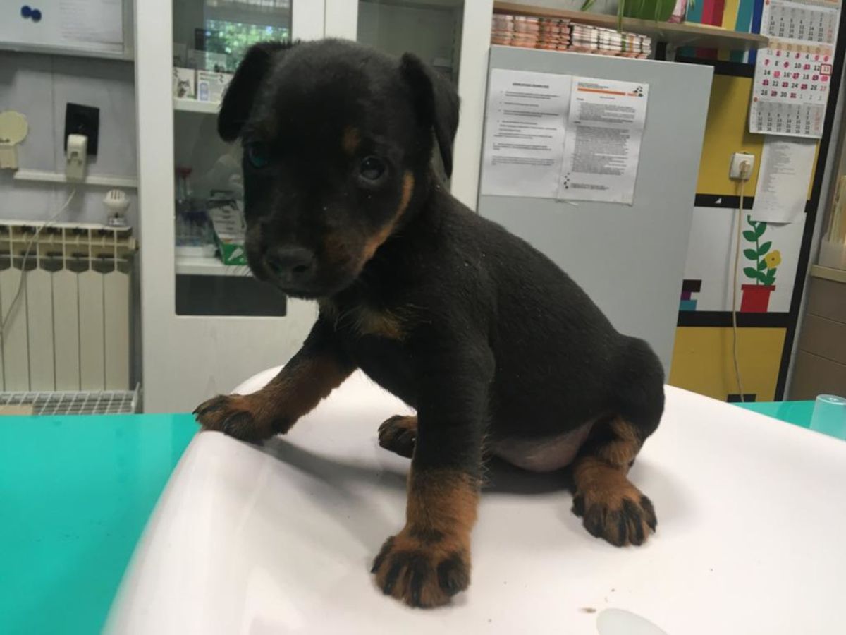 Međunarodni dan beskućnih životinja obilježit će se u Dumovcu u subotu 19. kolovoza - 5