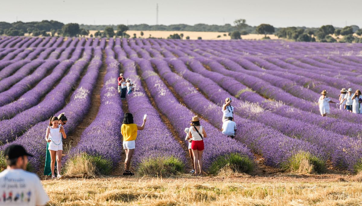 Polja lavande u Brihuegi u Španjolskoj - 8