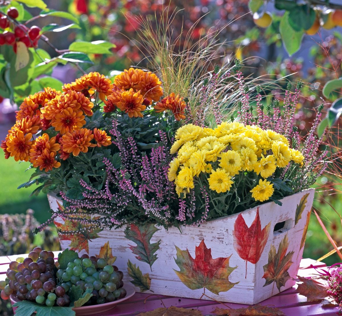 Krizanteme su jedno od jesenskog cvijeća za koje je bitna dobra ljetna briga