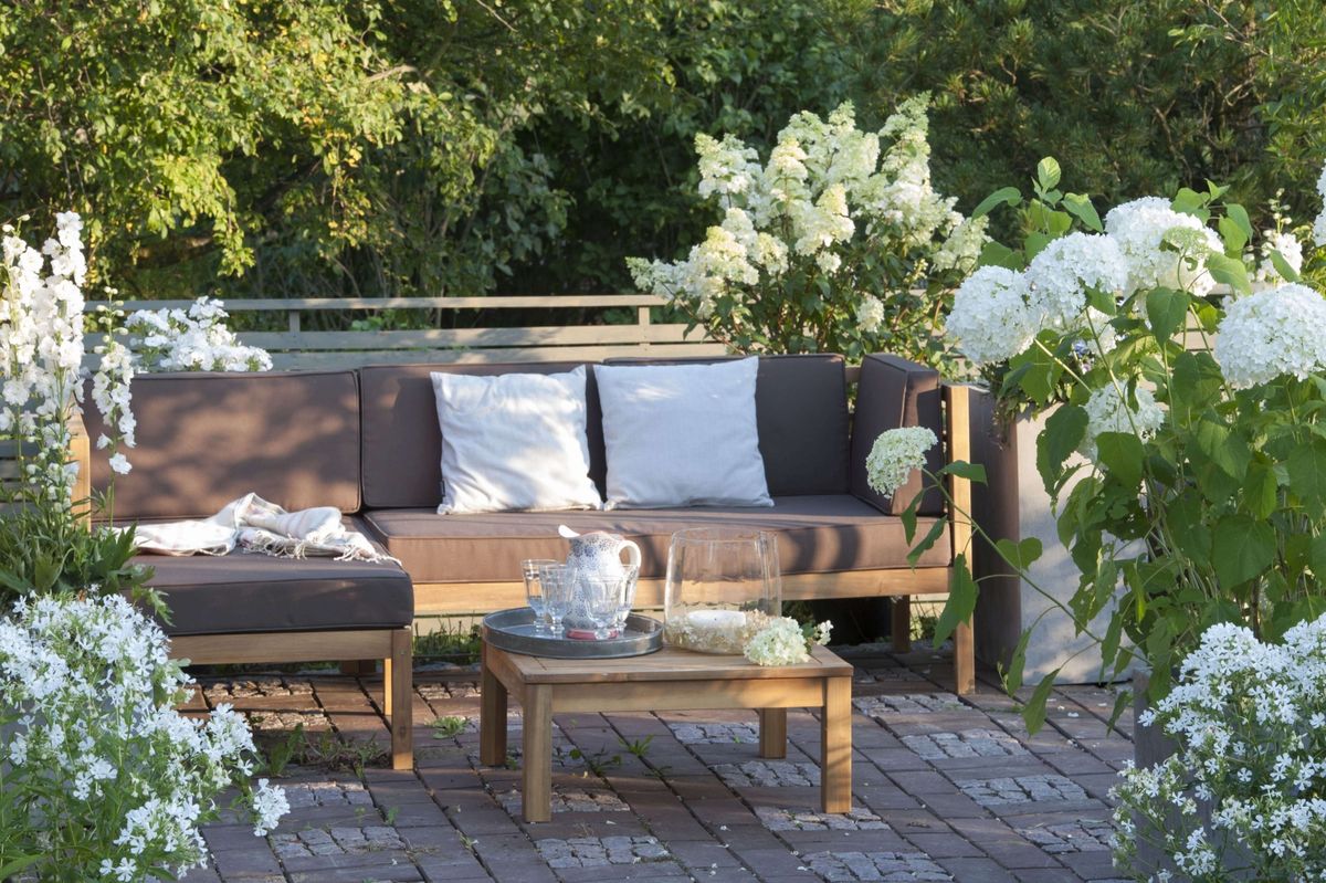 Hortenzija Annabelle